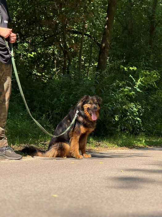 Wrócił z adopcji już dwa razy. Czy Gibson ma szanse na dom?