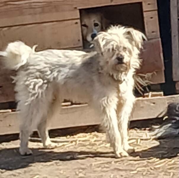 Пух шукає дім і господарів !