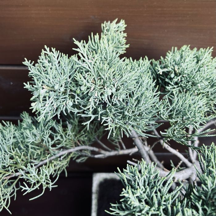 Bonsai z jałowca w ręcznie wykonanej betonowej donicy