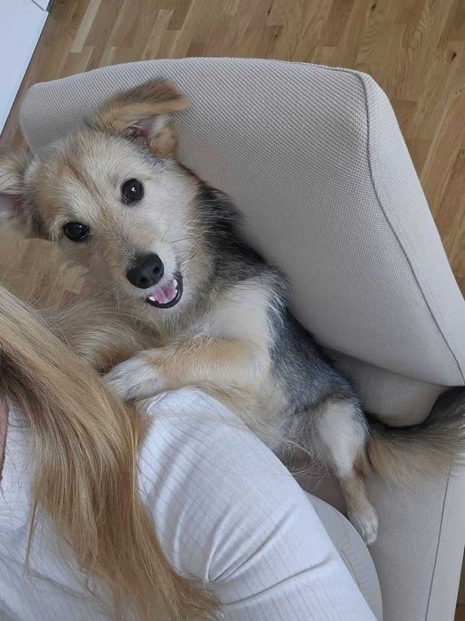 Pies szuka najlepszego domu