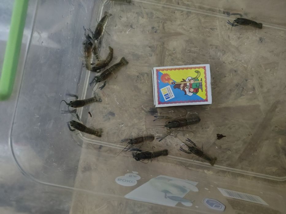 Продам австралійського червоноклешневого рака АККР