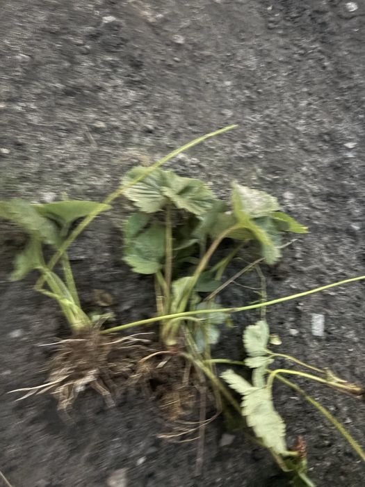 truskawki sadzonki odmiana rumba