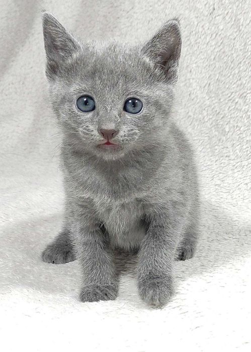 Російська блакитна дівчинка з розплідника.