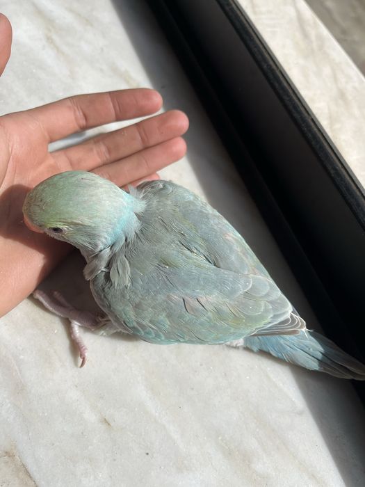 Ring neck criados a mao