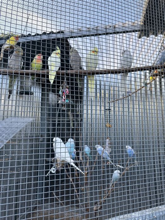 Aves anilhadas  para ceder