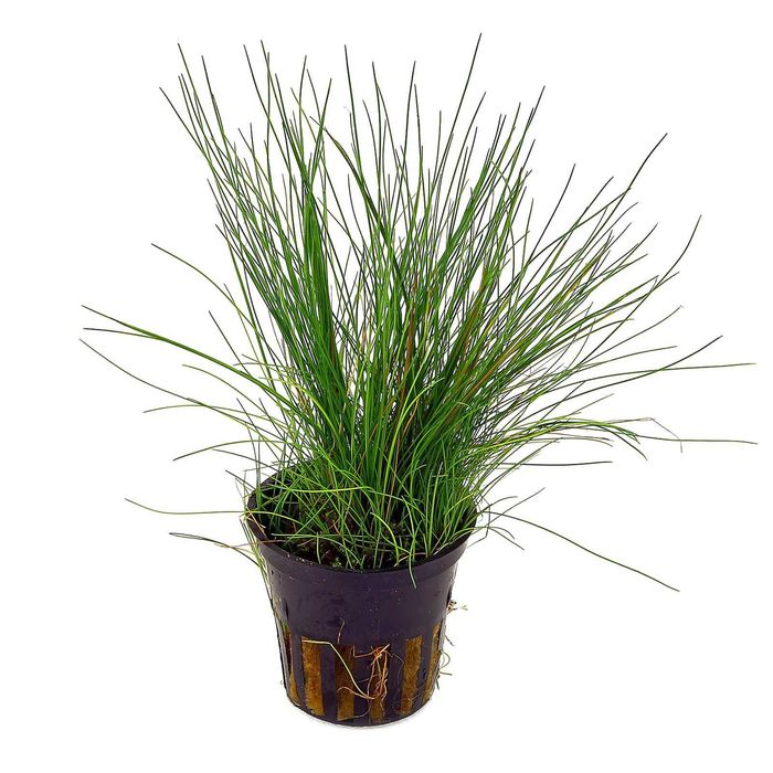 Elocharis  Acicularis /Rośliny akwariowe  w koszyczkach