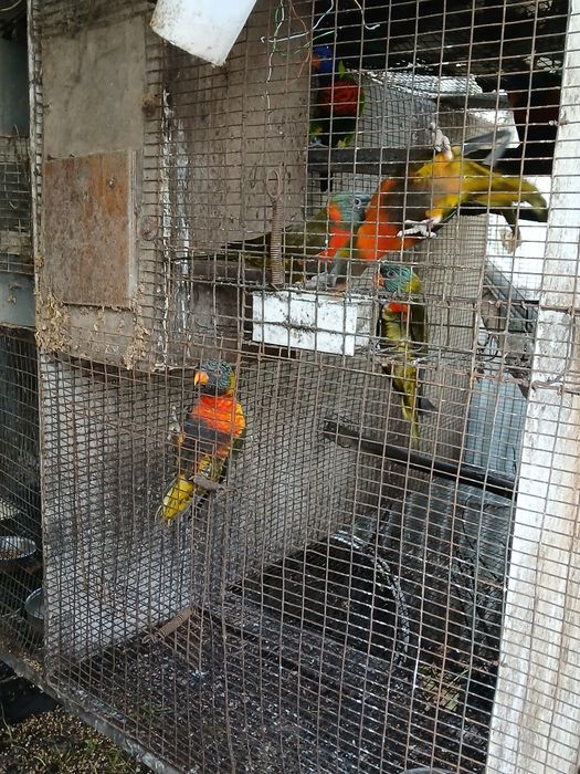 Loris para mudar de casa