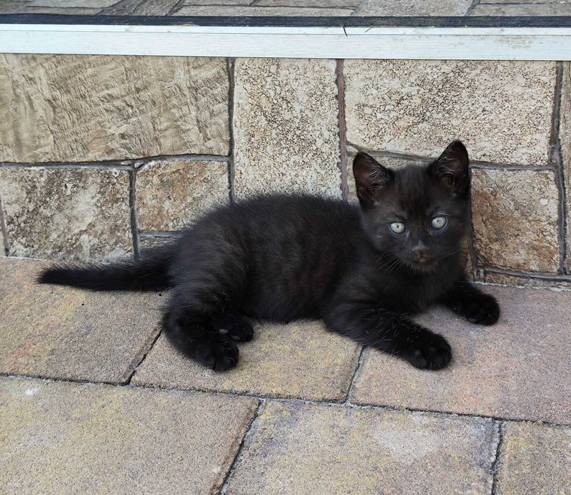 Продам британського котика