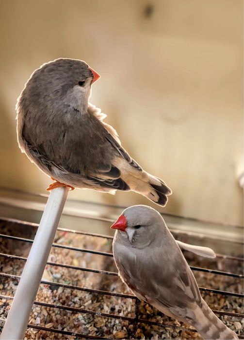 Casal de mandarins gigantes