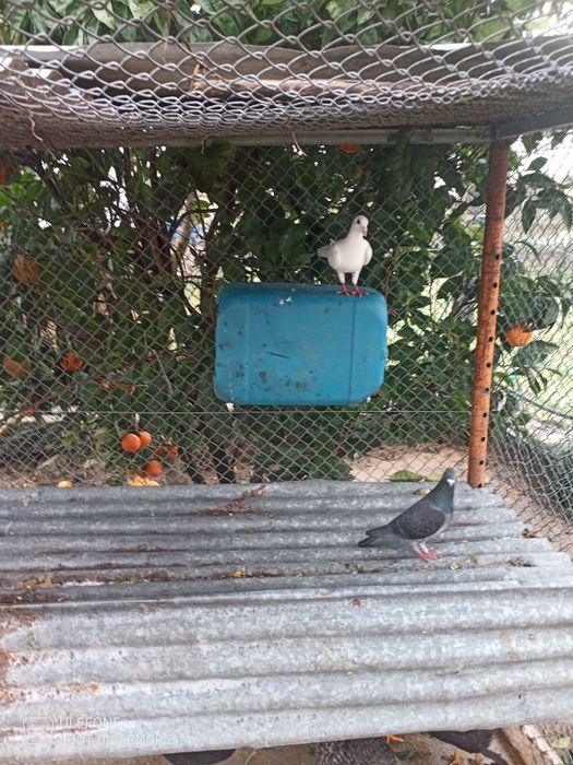 Vendo 3 pombos correios machos