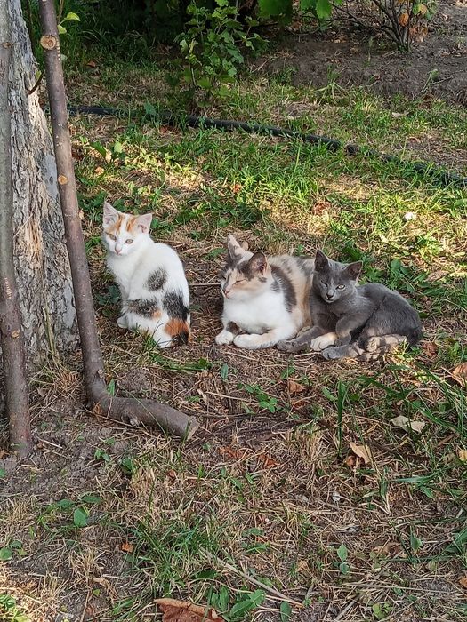 приблудилась дикая кошка.