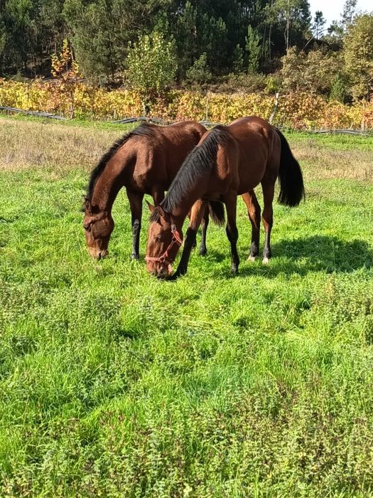 Cavalo Puro Sangue Lusitano