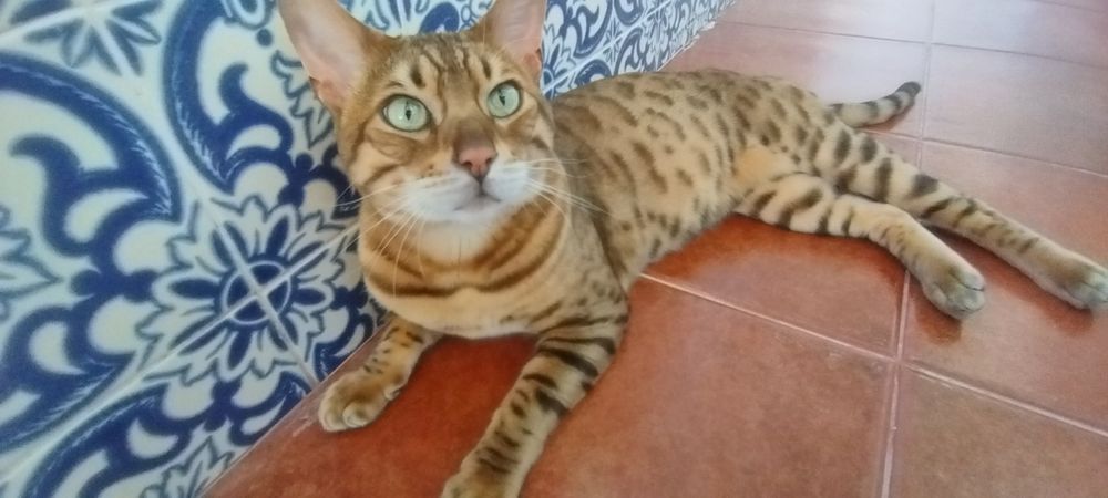Gatinho  Bengal  excelente linhagem