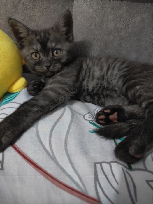Шотладські кошенята