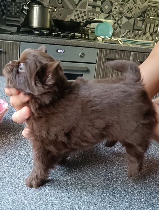 Сладкий шоколадик