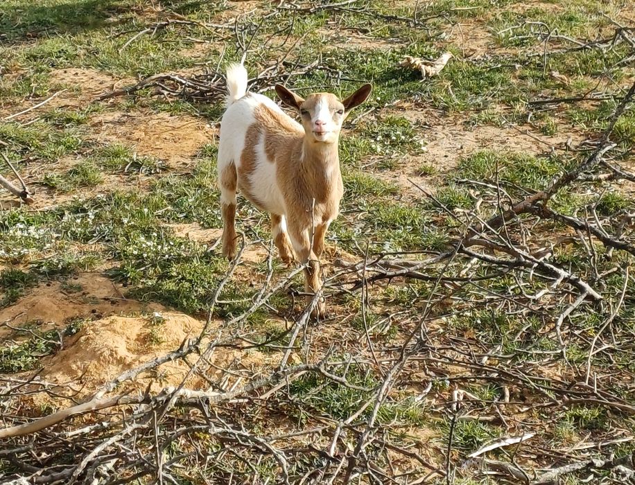 Cabras Anãs - Machos