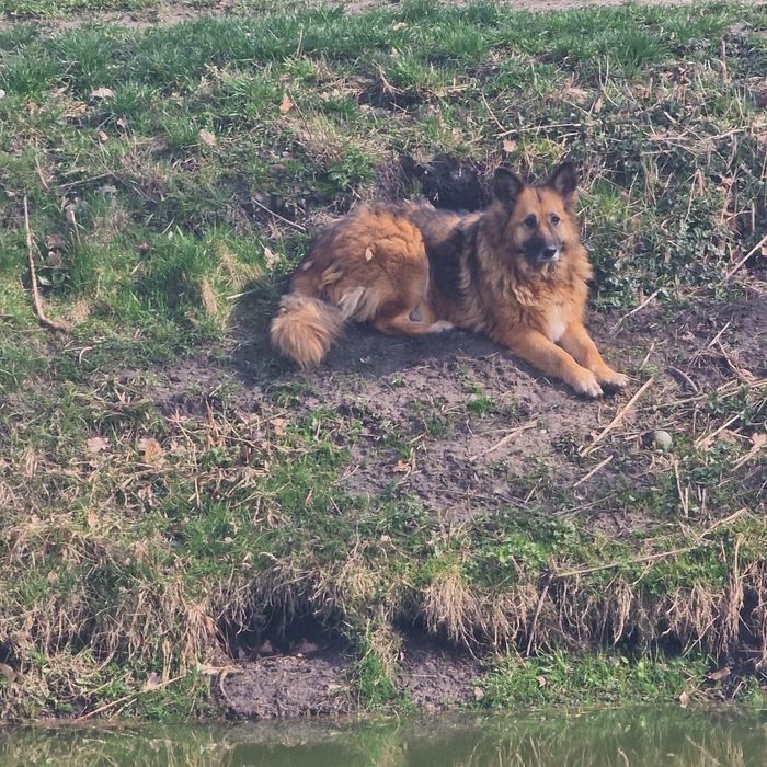 Sonia piękna suczka z ogromnym sercem.