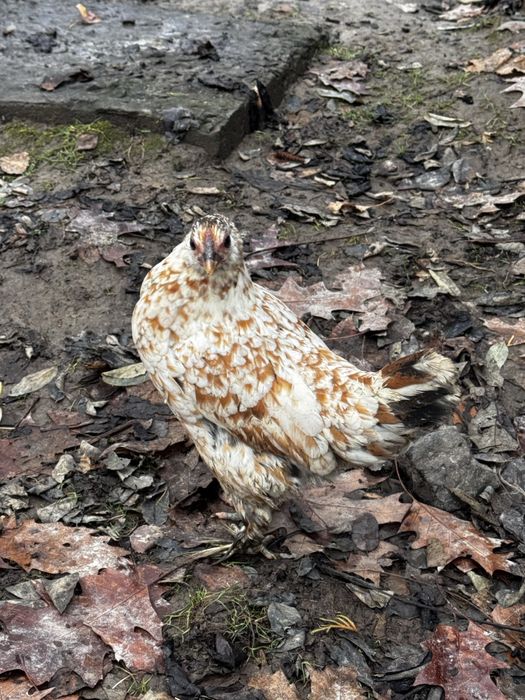 Кури декоративні