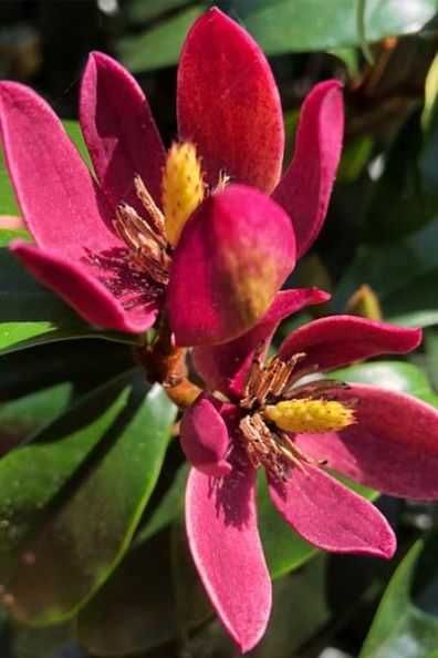 Magnolia 'Stellar Ruby' zimozielona, kolumnowa, mały ogród, donica c3
