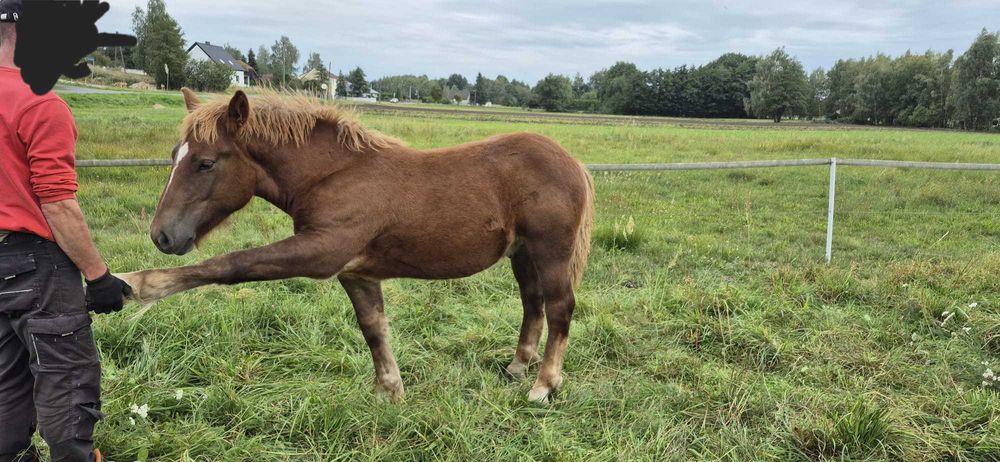 Ogierka rasy polski koń zimnokrwisty
