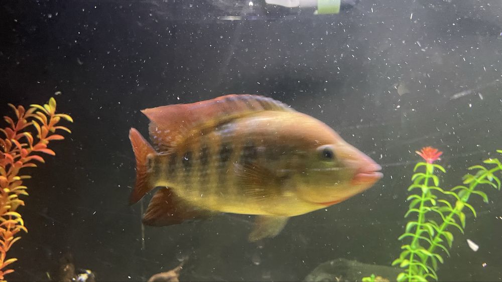 Vendo Red Terror macho