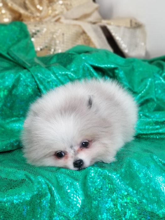 Мальчик мини померанский шпиц