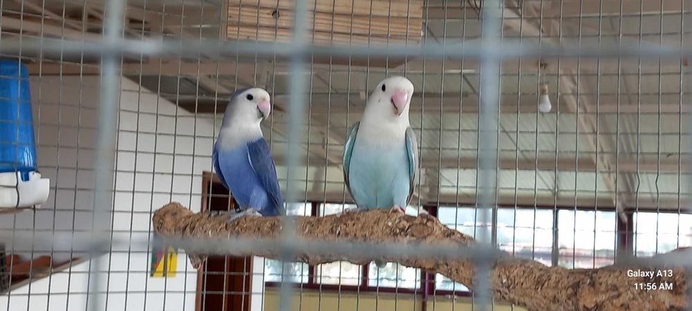 Casal reprodutor agapornis