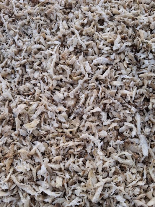 Wysłodki buraczane Glinojeck Kruszwica