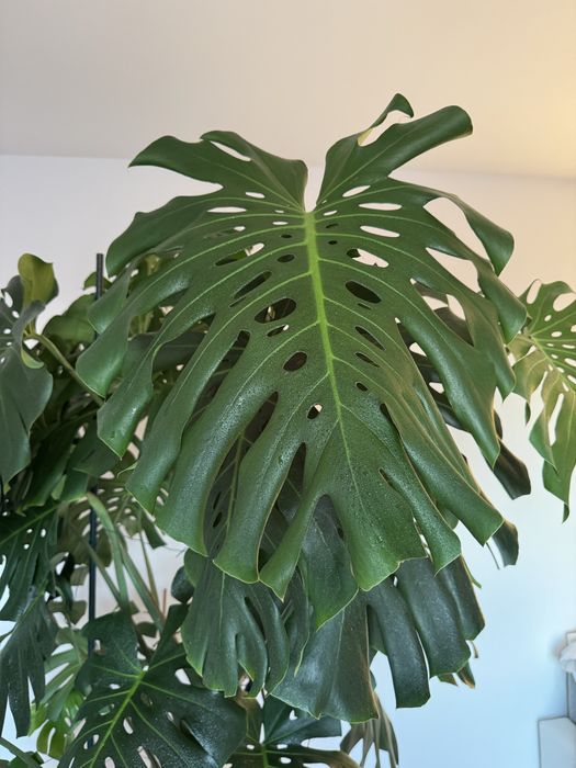 Monstera Deliciosa - piękna, duża