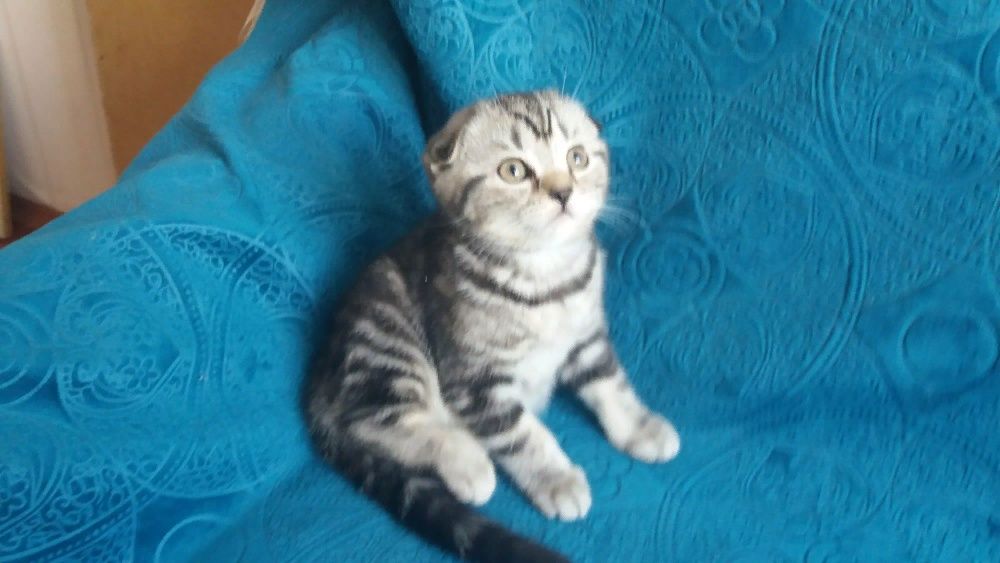 котята шатланд ские и британские