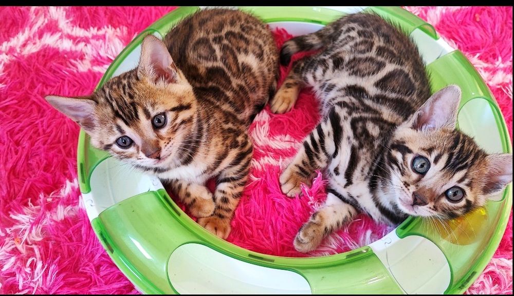 Бенгальськие кошечки, бенгальські кошенята. Документи клубу!