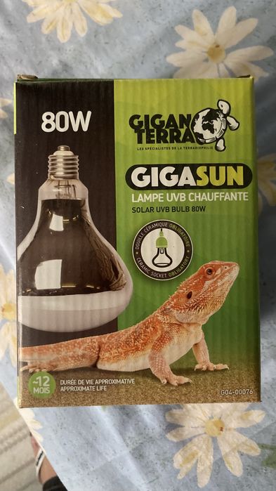 Terrario  iguana azul