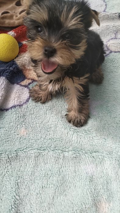 Yorkshire Terrier szczenię