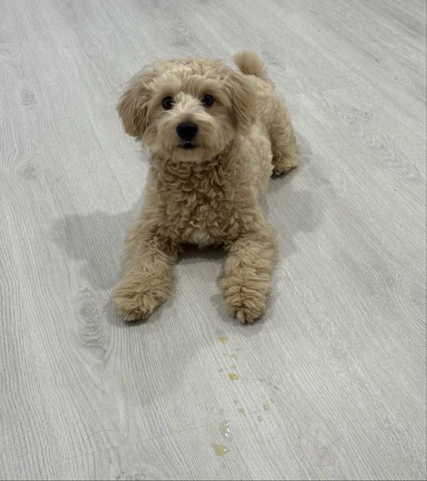 Красунчик Хлопчик Мальтіпу F1 під Ялинку