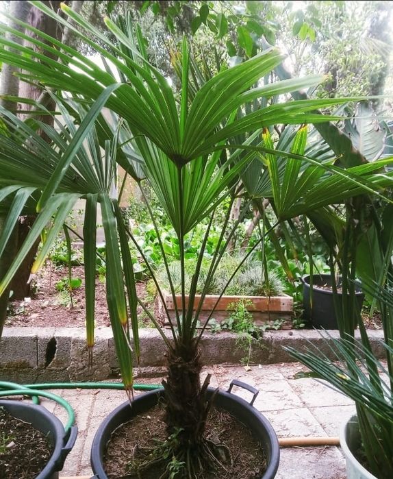 Palmeiras moinho-de-vento ou Trachycarpus fortunei