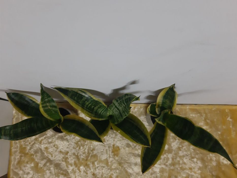 Сансевьерия с жёлтой каймой