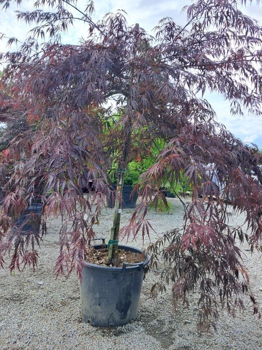 Klon garnet na nodze/rozłożysta korona