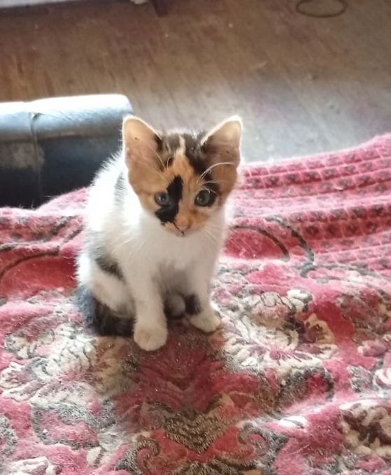 Котики в добрі руки