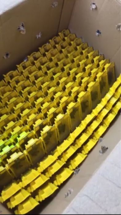 Матка "Карпатка" Карніка"