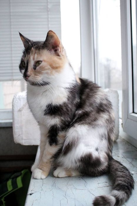 Надзвичайній красуні потрібна родина