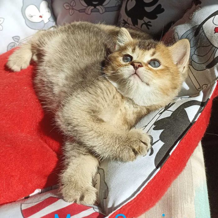 Шотландські кошенятка для бронювання