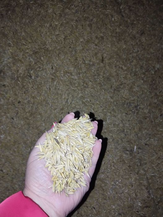 Owies 2025 Zwoleń a La pellet