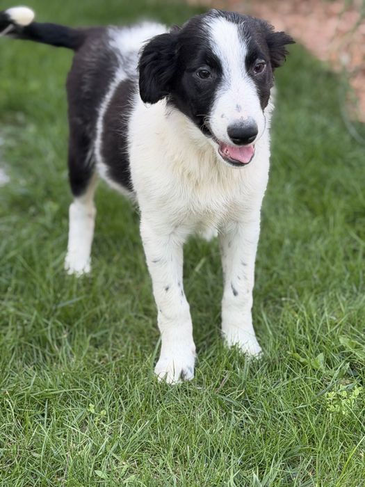 Czarno biały piesek border collie 4 miesiace