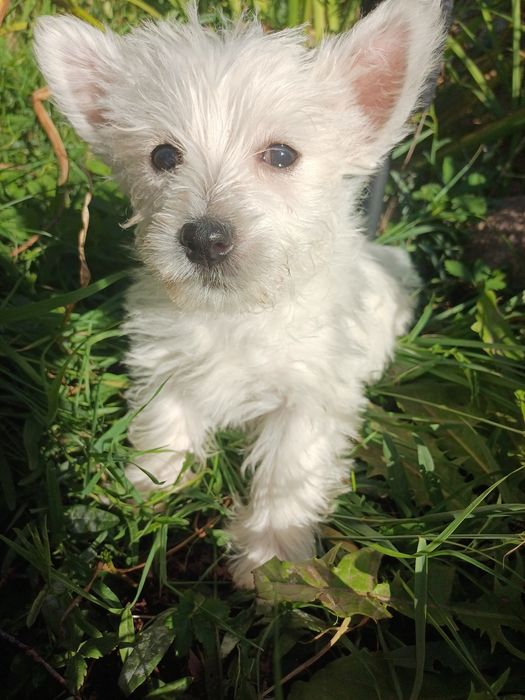 Whest highland white terrier