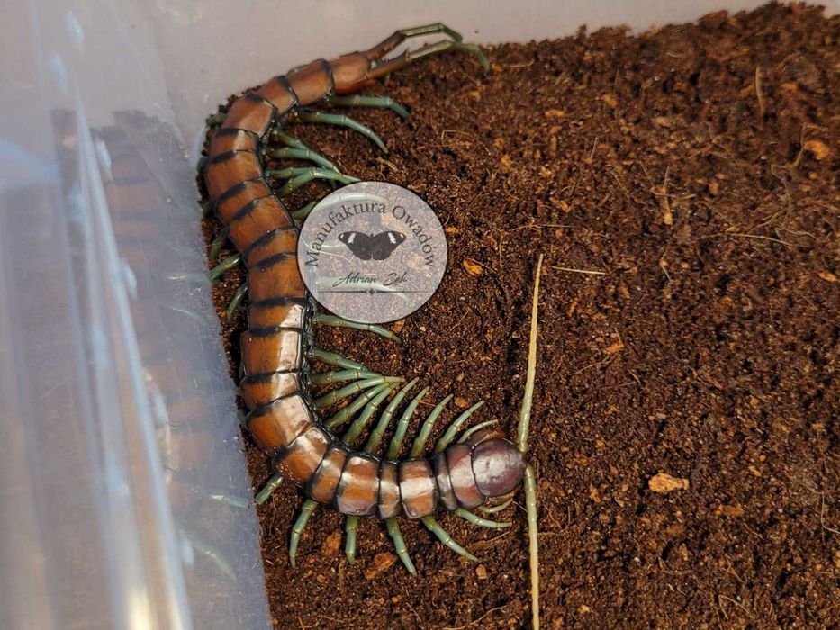 Skolopendra - Scolopendra sp. Mint legs