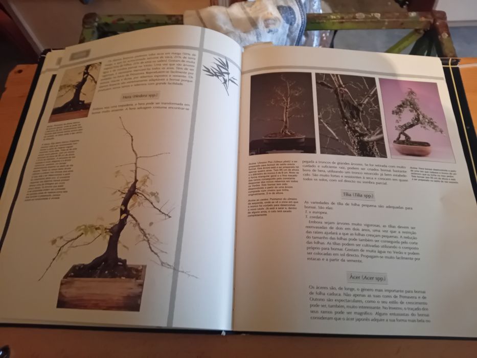 Livros usados sobre bonsais