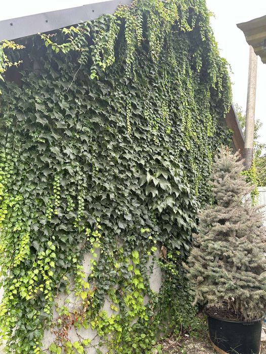 Привитий виноград вічі висота 50-60см