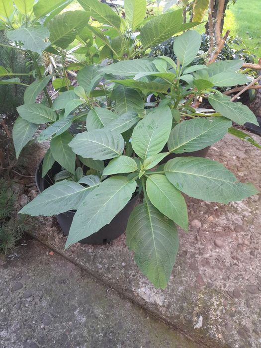 Datury 30zl trzy sadzonki kolory do wyboru w