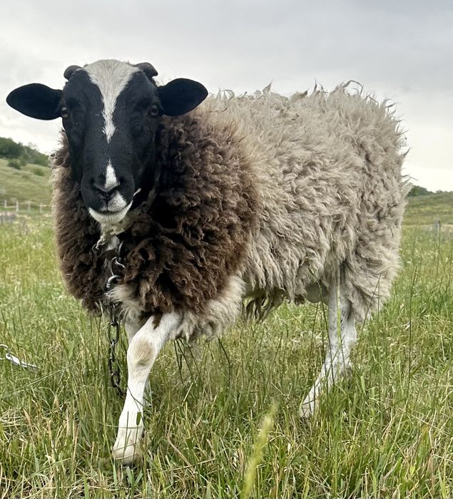 Баран на племя. Кросс дорпер, баран дорпер f1