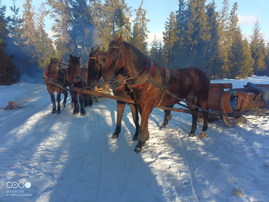 Kuligi Murzasichle ,Poronin,Zakopane